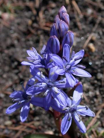 r: Liliomvirágúak - Liliales elsısorban lágyszárúak, de néhány