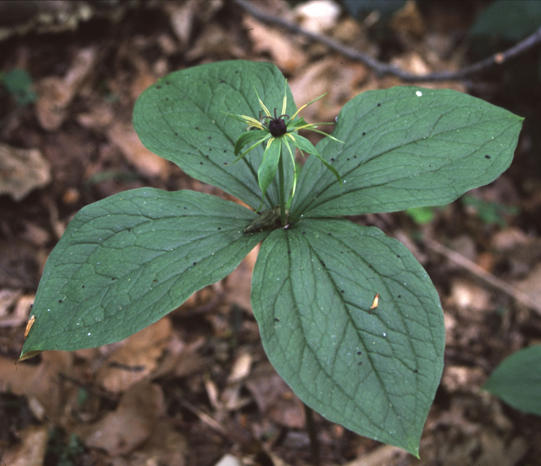 cs: Liliomfélék - Liliaceae