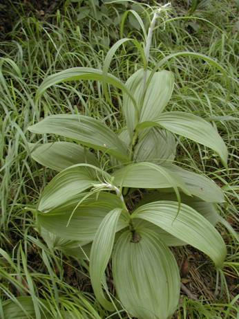 a levél elhelyezkedése szerint tıleveles fajok: Colchicum, Muscari, Ornithogalum, Scilla,