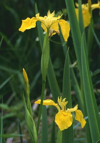 cs: Nısziromfélék - Iridaceae rizómás (vagy hagymagumós, hagymás)