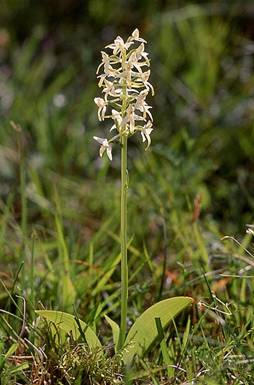 r: Orchideavirágúak - Orchidales cs: Orchideafélék (Kosborfélék) - Orchidaceae talajlakók, epifitinok vagy