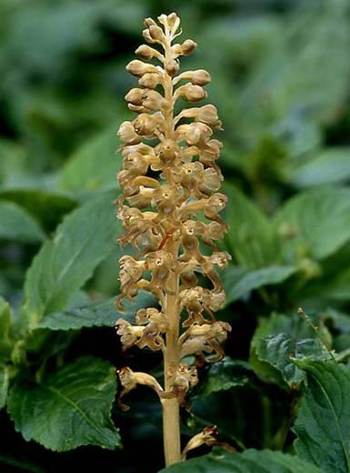 rizómásak: Epipactis, Neottia