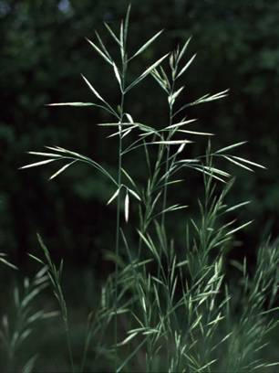 r: Pázsitfővirágúak - Poales cs: Pázsitfőfélék - Poaceae (Gramineae) egyéves (Th) vagy évelı