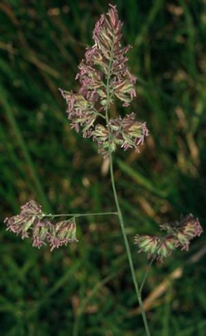 kalász virágzat: Brachypodium, Agropyron, Hordelymus laza bugavirágzat: Bromus, Festuca, Stipa,