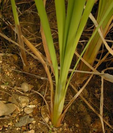 r: Gyékényvirágúak - Typhales cs: Gyékényfélék - Typhaceae rizómás mocsári