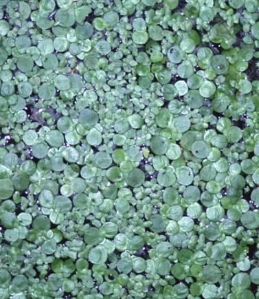 cs: Békalencsefélék - Lemnaceae a víz színén úszó vagy lebegı
