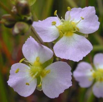 cs: Hídırfélék - Alismataceae tejnedvet