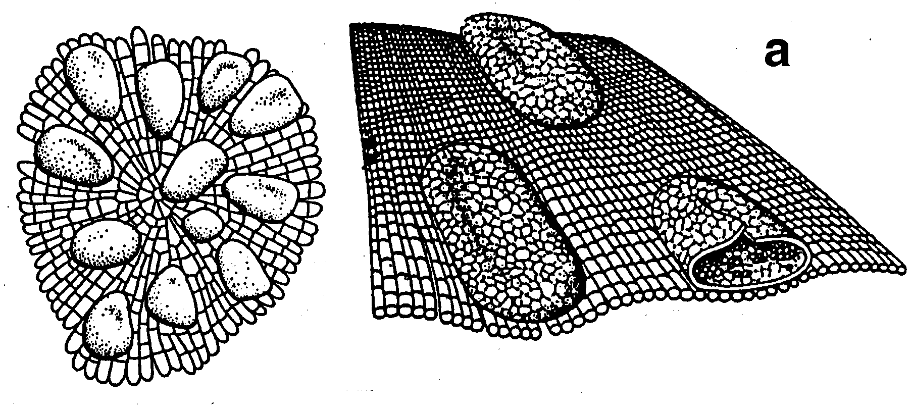 Parka rekonstrukció sporangium (homológ a