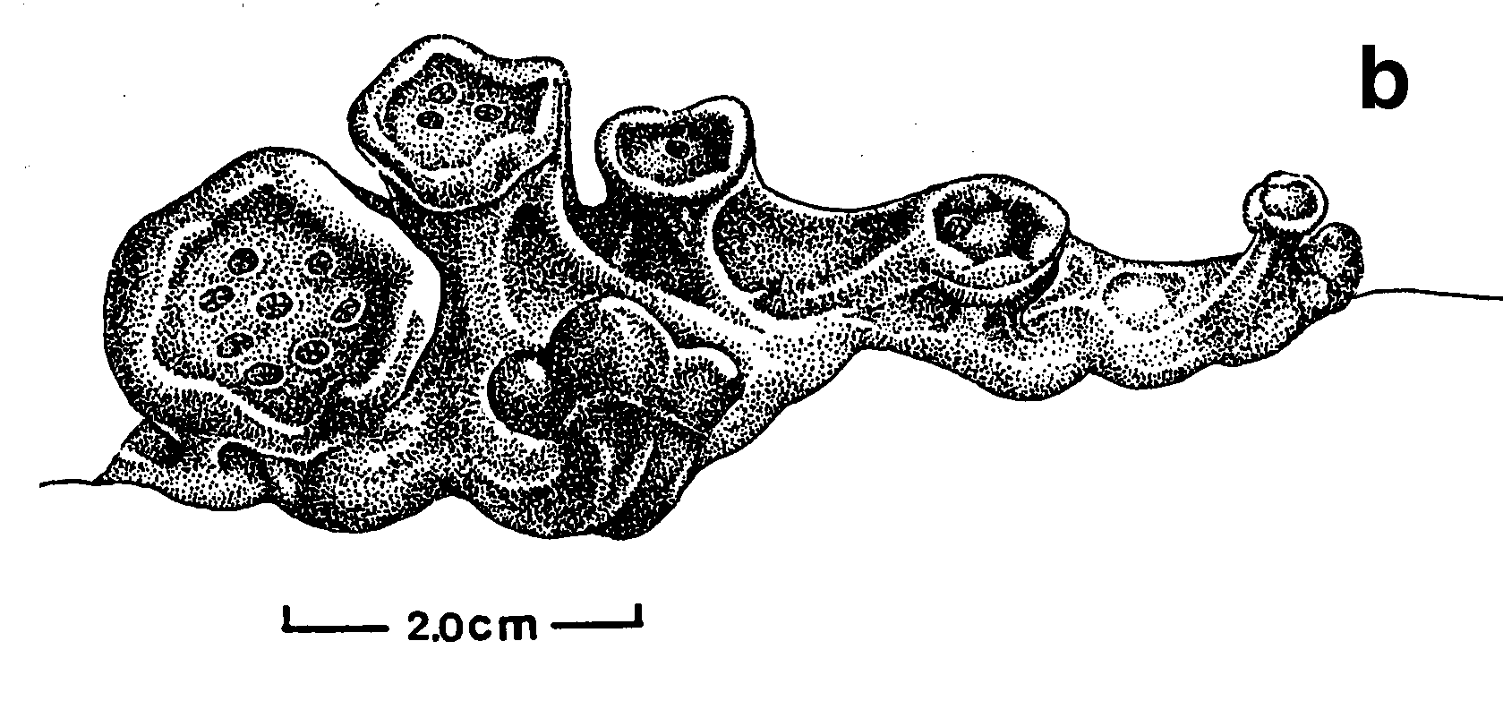 Protosalvinia (felső