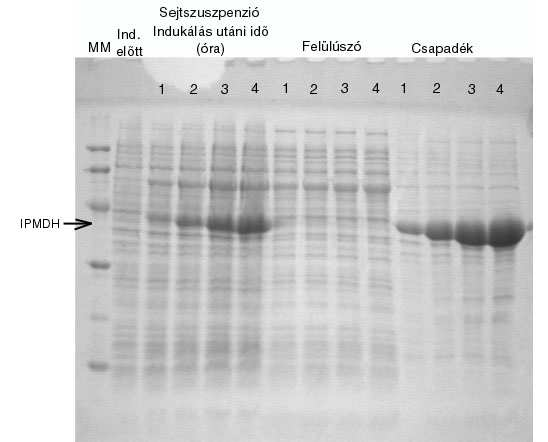5.1. ábra: A Myc IPMDH elsı termelési kísérletének ellenırzése SDS gélelektroforézis segítségével. Az MM a molekulamarkert jelöli, eszerint fentrıl a 3. hely közelében van az IPMDH.