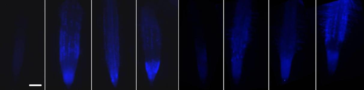 Zinpyr-1 fluoreszcencia (pixel intenzitás) Zinquin fluoreszcencia (pixel intenzitás) V.1.2.