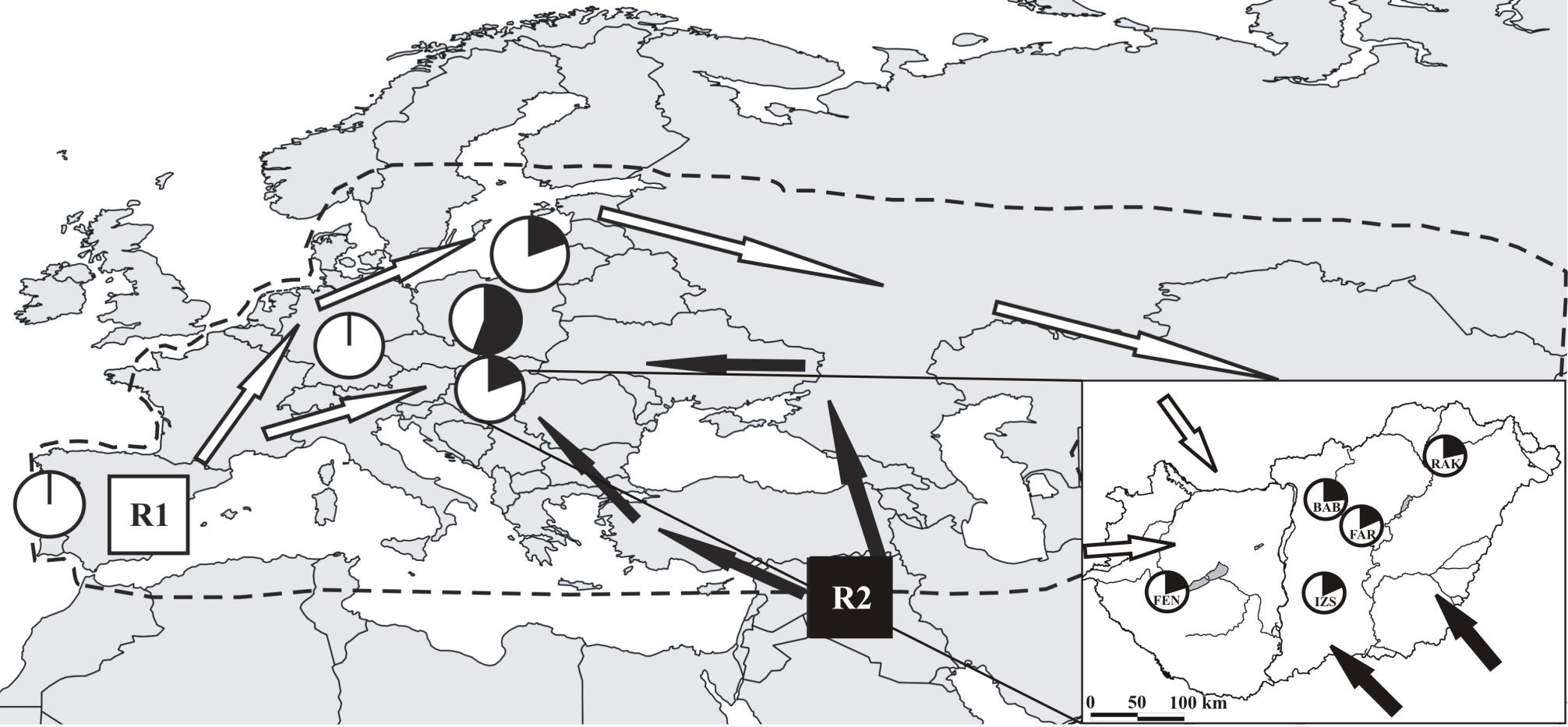 16. ábra: A nádirigó esetében kimutatott két haplotípus csoport feltételezett refúgiumai (R1 és R2) a visszaterjedés irányaival (forrás: Hansson és mts., 2008).