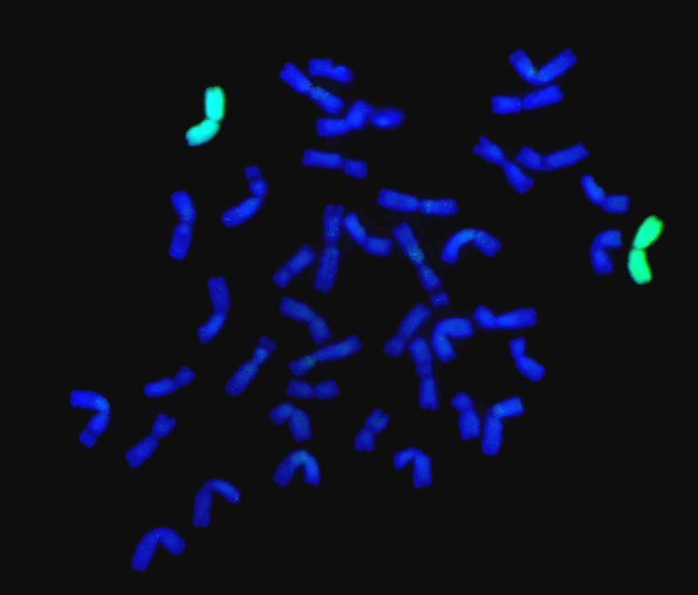 Az idegen fajú addíciós vonalak jellemzői, (2n = 44, 42 búza kromoszóma + 1 pár idegen fajú kr.