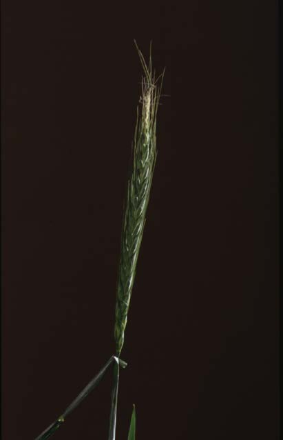 Búza/hatsoros őszi árpa addíciós vonal előállítása (Asakaze komugi/manasz) -Három egymást követő ciklusban in vitro regenerált utódok (124, 129 és 101 növény) -visszakeresztezés búzával (A.