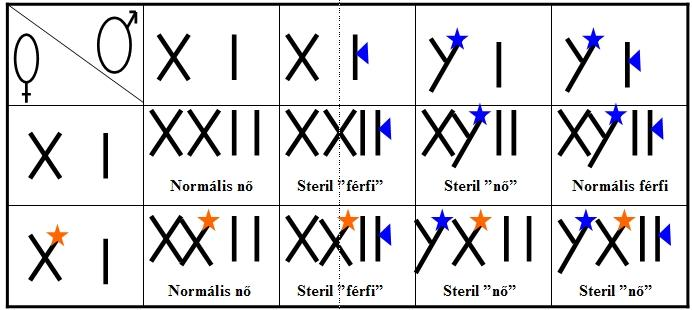 A steril férfiak és steril nők pszeudohermafroditák, feno- és genotípusos nemük különböző.