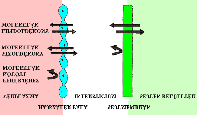 2. Tüdo nagyon jó vérellátás (69:1) vérkörök por, füst: lerakódik, és ami oldódik, csak az hat (nikotin, atropin, ópium, THC) folyadék: aerosol: igen gyorsan felszívódik (Salbutamol) Ha víz kerül a