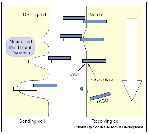 1.Notch/Delta rendszer A szignalizáció főbb lépései 2. a notch intracell.