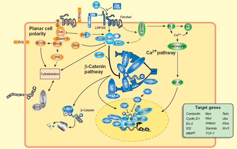 2. Wnt/β-catenin útvonal α-catenin β-catenin cadherin Tyr-foszforiláció (Fer, Src,