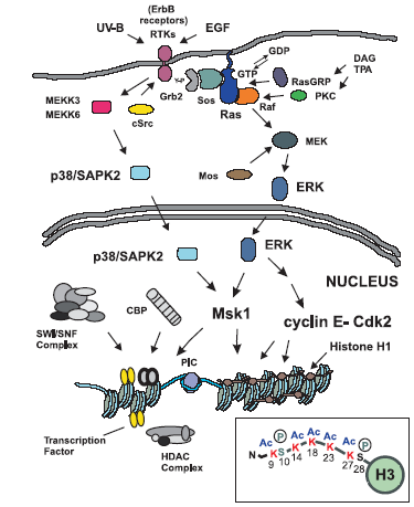 4. Receptor tirozin kináz útvonal Ezen belül is a saját tirozin-kináz aktivitással rendelkező receptort aktiváló növekedési faktorok jelpályái: Ras-MAPK Vagyis: EGF, FGF, PDGF, IGF, NGF * Ligandum