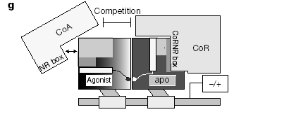 RA receptorhoz kapcsolódhat represszor és aktívátor is Figure 4. Proposed model for RAR±RXR heterodimer (HD) function in the presence of agonists and two different types of antagonist.