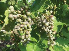 kórokozók Szőlőlisztharmat (Uncinula necator) Az elmúlt években a szőlő egyik legfontosabb kórokozójává lépett elő. A levélzetet, a virágzatot és a bogyókat egyaránt képes megbetegíteni.