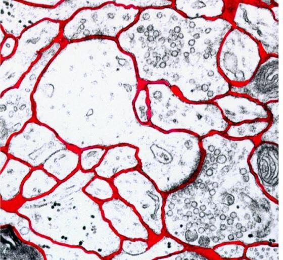 AsztroGlia fiziológia Extracellular space Intrinsic optikai szignál (IOS) intenzitása és az [K + ] ec valamint az ec tér térfogat- változásai közötti öszefüggés.