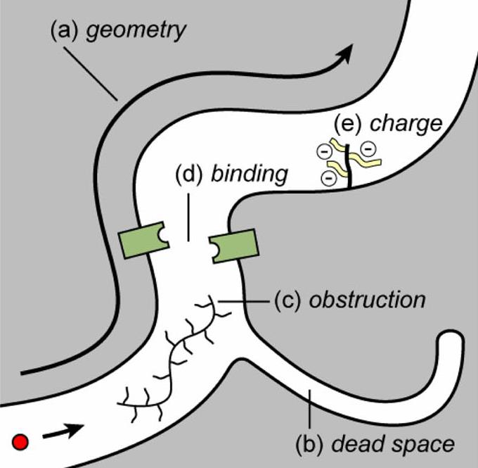 AsztroGlia fiziológia Extracellular space EC tér (ECS) (fixálás miatt zsugorodás!) Diffúziót szabályozó tényezők az EC térben.