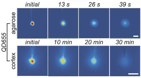 AsztroGlia fiziológia IOI measurements in vivo Extracellular space 3 kda dextran Quatum dot Dextran is a complex, branched glucan