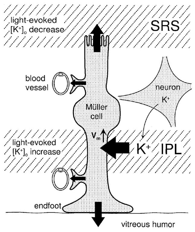 Pigment epitélium tartja alacsonyan itt a K + ec-t Retina, K + siphoning ez a fotoreceptor stimuláció után a pigment epitélium hatása subretinal space IPL: legtöbb szinapszis itt van a retinán belül