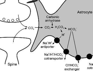 AsztroGlia fiziológia ph szabályozás - intracelluláris ph = 6.8-7.5 neuronban, gliában is [H + ] ic = ~30-160 nm - extracelluláris ph = 7.1-7.