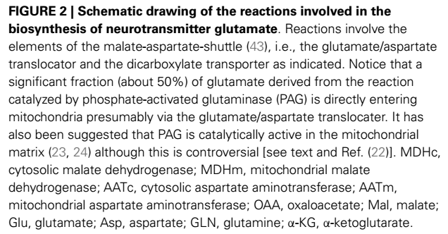 Malateaspartate shuttle mitokodriumban The malate-aspartate shuttle is a biochemical system for translocating electrons produced during glycolysis across the semipermeable inner membrane of the