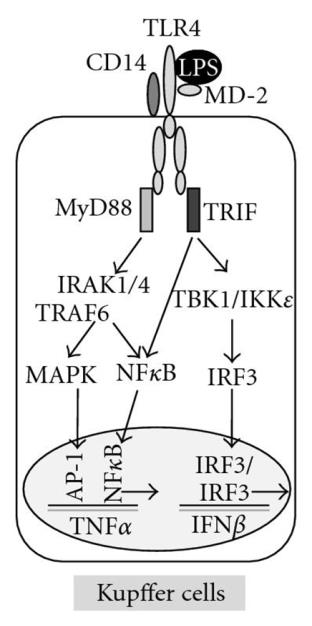 In the Kupffer cell, lipopolysaccharide binds to CD14, which combines with toll-like receptor 4 (TLR4), ultimately