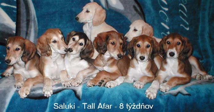 KLUB CHOVATEĽOV CHRTOV 5 z 60 KLUB CHOVATEĽOV CHRTOV 6 z 60 Správa o chovateľskej činnosti v roku 2002 V roku 2002, podobne ako v minulých rokoch, sme v našom klube mali len málo odchovov.