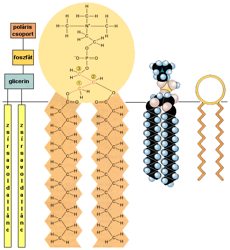 A foszfogliceridek két különböző tulajdonságú részből épülnek fel.