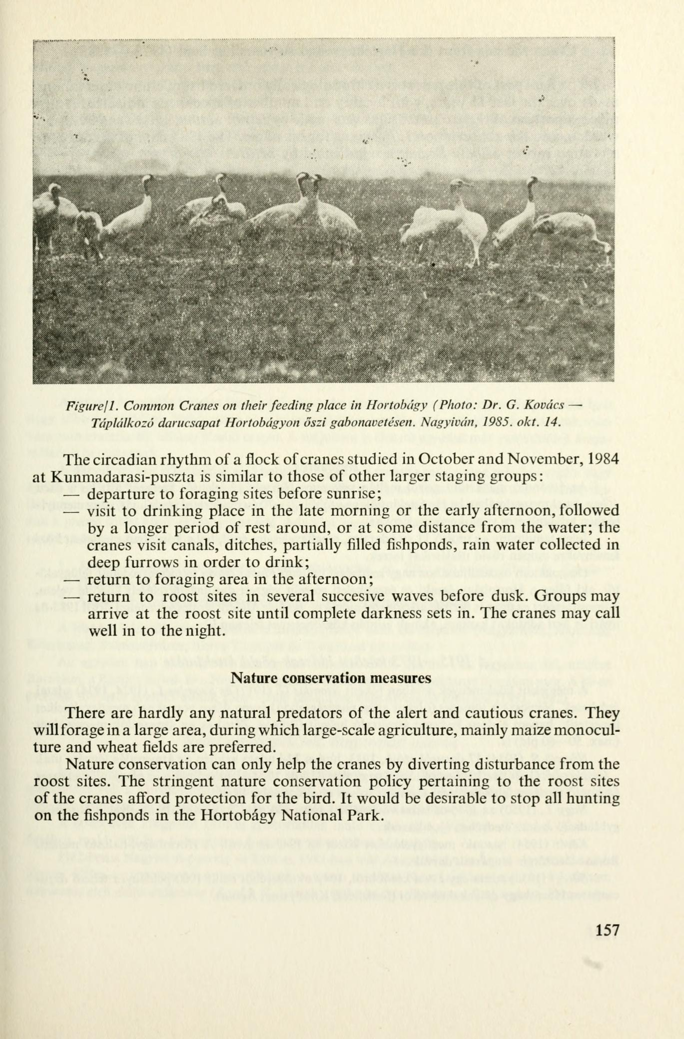 Figurefl. Common Cranes on their feeding place in Hortobágy (Photo: Dr. G. Kovács Táplálkozó darucsapat Hortobágyon őszi gabonavetésen. Nagyiván, 19S5. okt. 14.