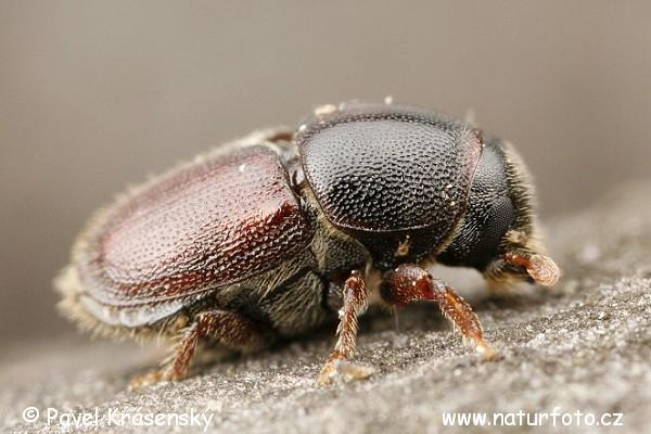 Tölgy kéregszú (Scolytus intricatus) Megjelenés: Sűrűn pontozott, 2,5-3,5 mm. Egyszínű fekete, vagy nagyon sötét barna. 24.