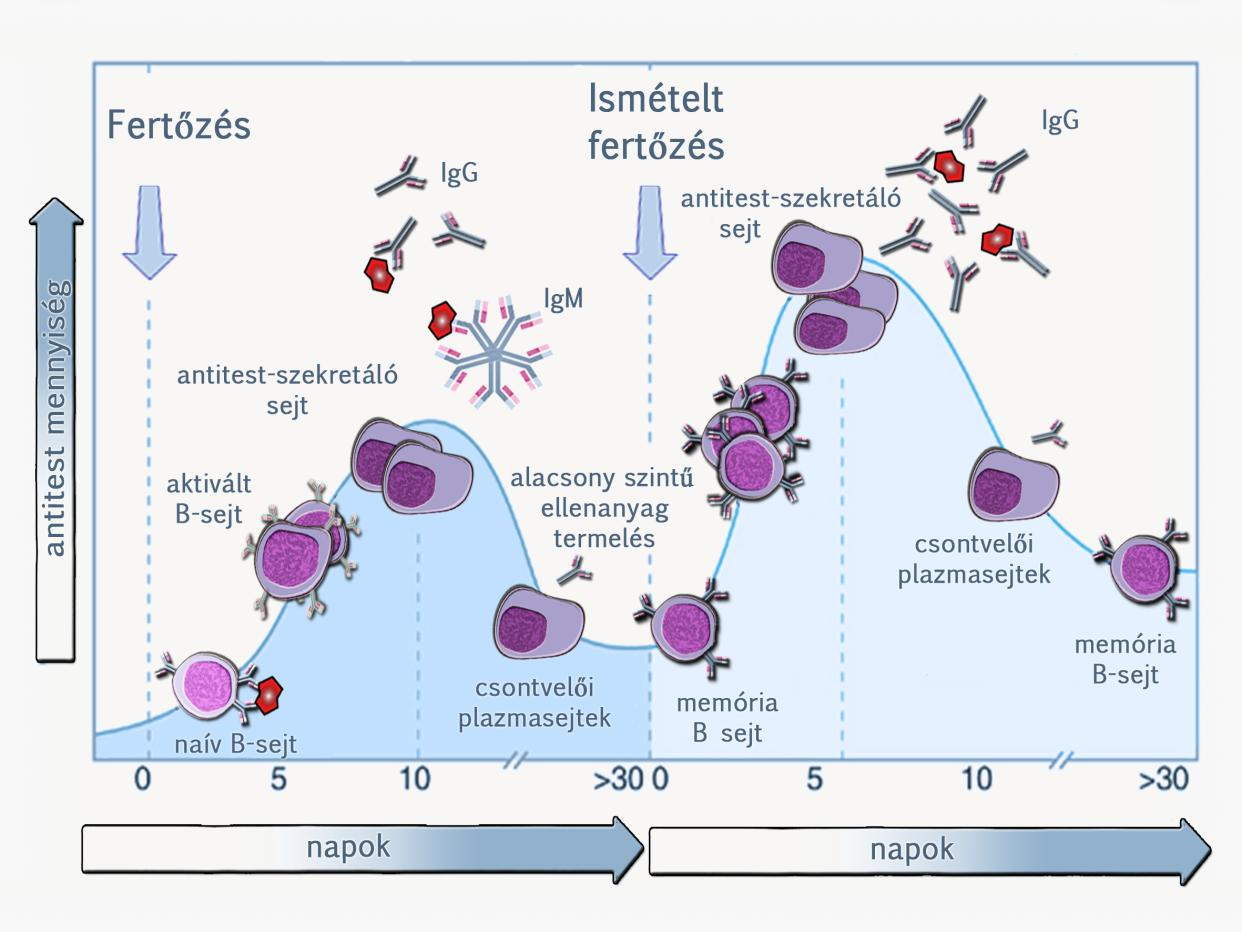 7.2. ábra: Ugyanarra az antigénre kialakuló elsődleges és másodlagos B-sejtes immunválasz lefutása Elsődleges Másodlagos Immunizálás után 5-10 nap 1-3 nap A válasz amplitudója kisebb nagyobb Antitest