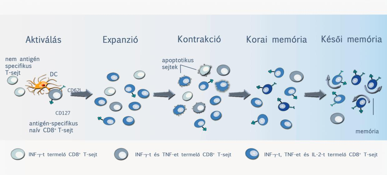 7.5. ábra: CD8+ és CD4+ T-sejtes antivirális válasz fázisai CD8+ sejtek esetében a három, időben egymást követő fázis a következőképpen alakul. (7.6. ábra) 7.6. ábra: CD8+ T- sejt válasz szakaszai 1.