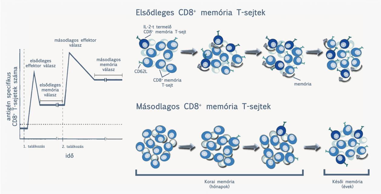 4. Az apoptózist elkerülő sejtek képezik a korai elsődleges CD8+ memóriasejt repertoirt. A memóriasejtek száma ezáltal függ az effektorsejtek számától.
