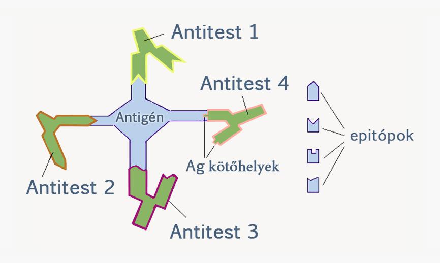 1.1.2. Mit ismer fel az immunrendszer? Az immunrendszer antigéneket ismer fel. Antigénnek nevezünk minden struktúrát, amely képes immunválaszt kiváltani.