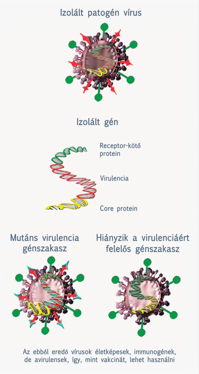 Az attenuációt mesterséges mutagenezissel, géndelécióval is el lehet érni.