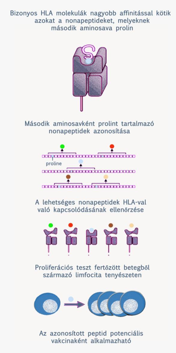 citokintermelésükkel olyan mikrokörnyezetet teremtenek a Hib- poliszacharidot felismerő B-sejtek számára, hogy az immunválasz hatékony lesz.