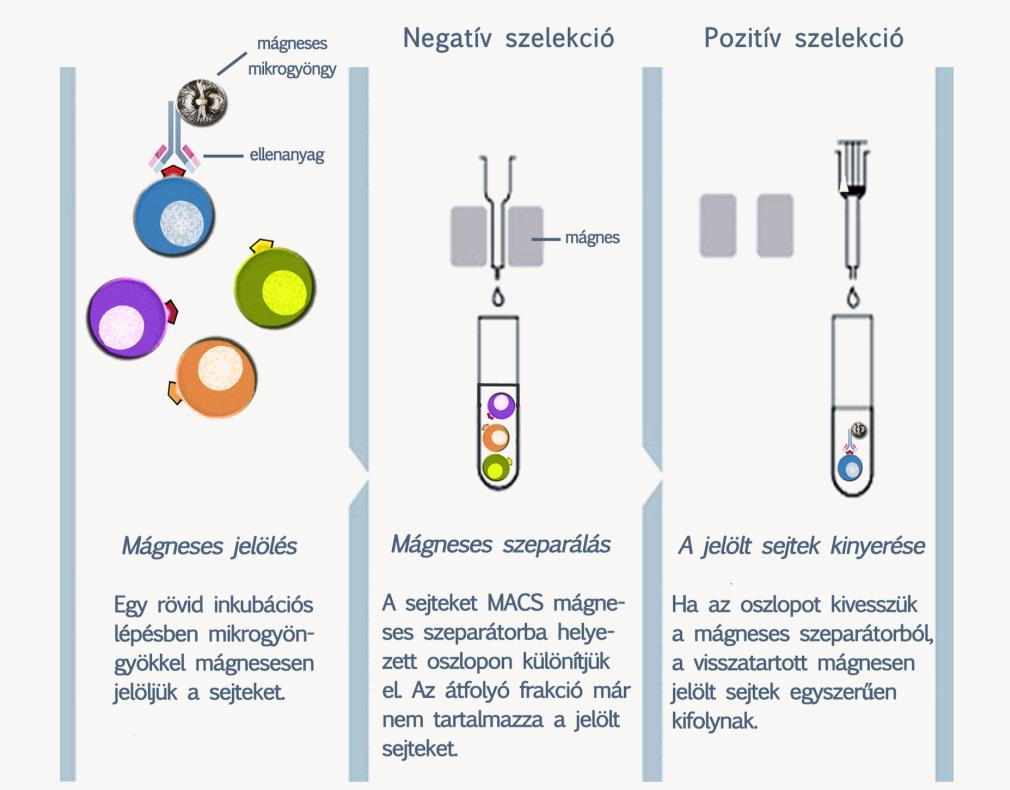 sejttípusoknak (pl. a hemopoetikus sejtekből álló, szuszpenziós tenyészetek számlálása jobban automatizálható) és a kísérletek irányának megfelelően kell megválasztani. 8.4.