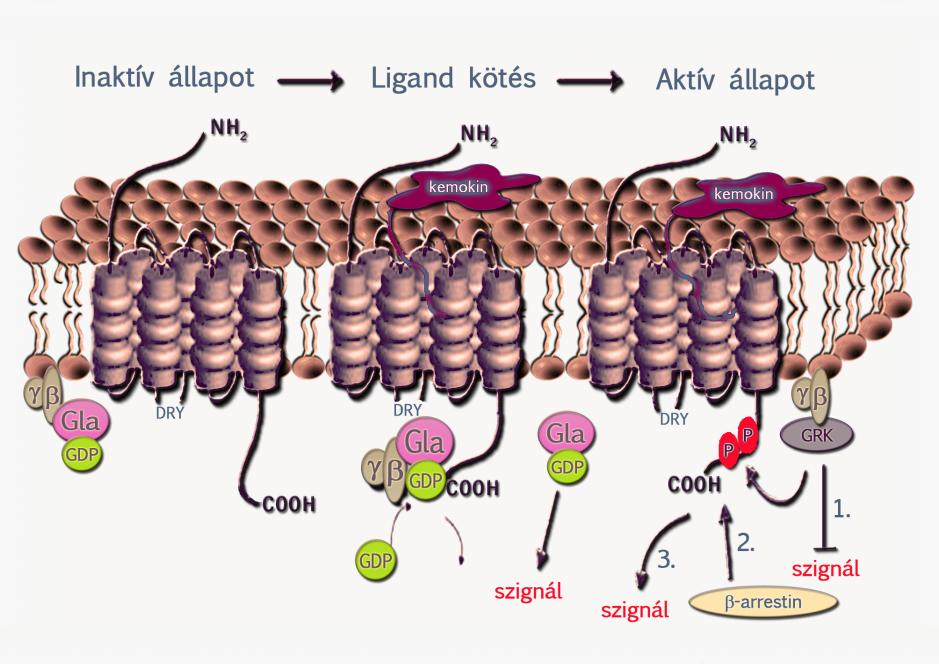 9.4. Kemotaxis receptorok A kemotaxis kiváltásáért a törzsfa egyes szintjein más-más jellegzetes ligandum-membránreceptor interakciók szelektálódtak, mint a sejtek migrációját leghatásosabban