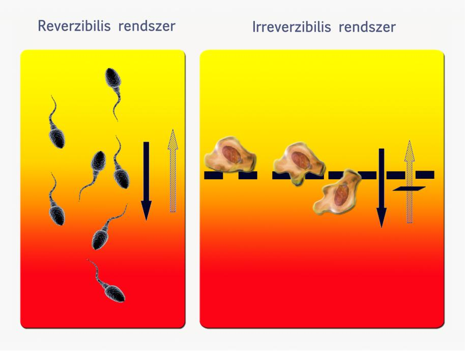 A 9.9. ábra a kemotaxis mérése esetén megkülönböztethető két alapvetően különböző rendszert mutatja, melyek a sejtek mozgástípusától lásd 3 dimenzióban vagy 2 dimenzióban mozognak-e függően