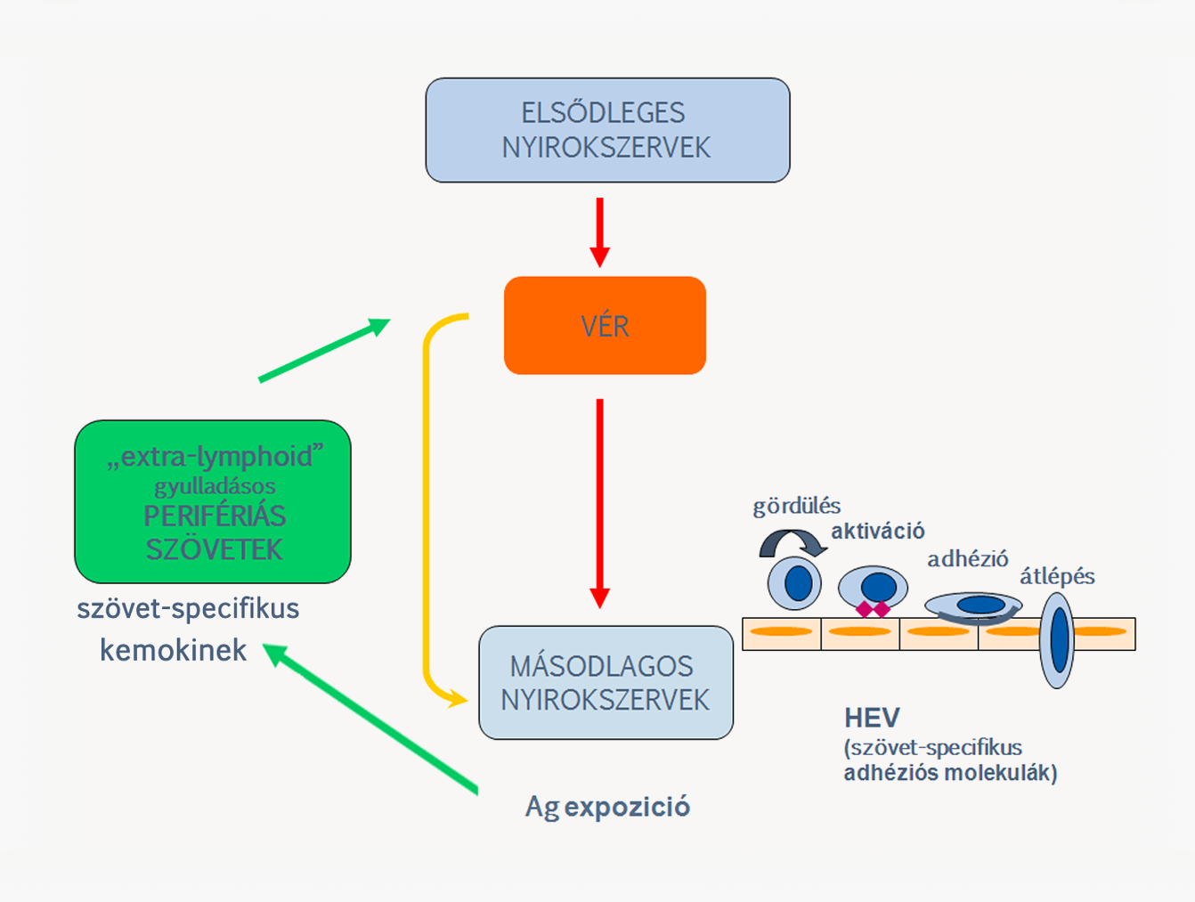 1.1.6. A felismerés és a válasz feltétele a találkozás A specifikus immunválasz kialakulásának feltétele, hogy az antigének felismerésére képes limfociták eljussanak az antigénekhez.