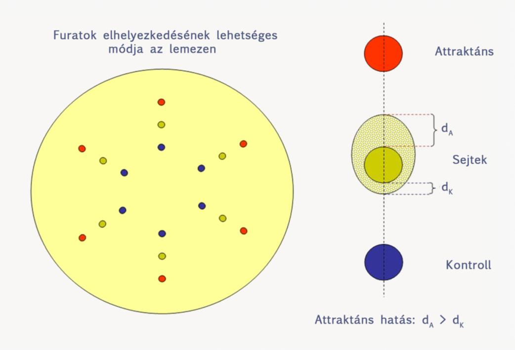 ábrán bemutatott Dunn-kamra. Az ábra a két koncentrikus gyűrűszerű kamrából álló rendszer keresztmetszeti képét mutatja. A sejtek migrációja a fedőlemez alatt, a két kamra közötti gáton történik.
