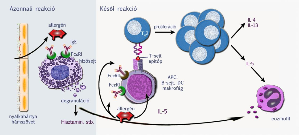 11. 2. ábra: Az allergiás reakció effektor fázisa 11.1.1. Az allergia tünetei Az allergén típusa és a szervezetbe való bekerülése megszabja az allergiás válasz lefolyását, amit a 11.2. táblázat összegez.