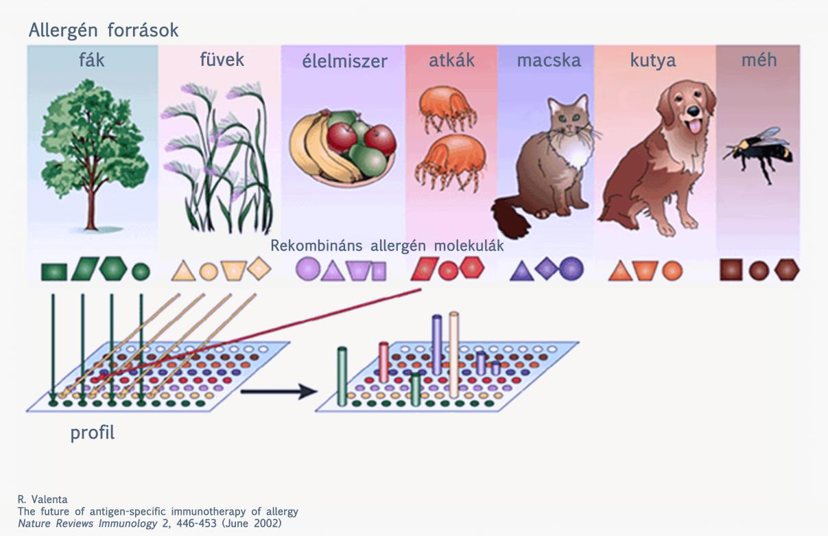 allergén profilját, amelynek során az is meghatározható, hogy egy allergén melyik epitópja váltja ki leginkább a reakciót. (11.5. ábra) 11. 5.