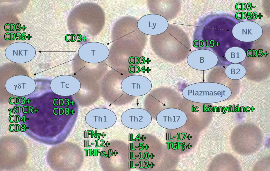 jellemezhetjük (1.9. ábra). (Az áramlási citometria alkalmazási lehetőségeit az 5. fejezetben tárgyaljuk.) 1.9. ábra: Immunfenotipizálási markerek 1.3.